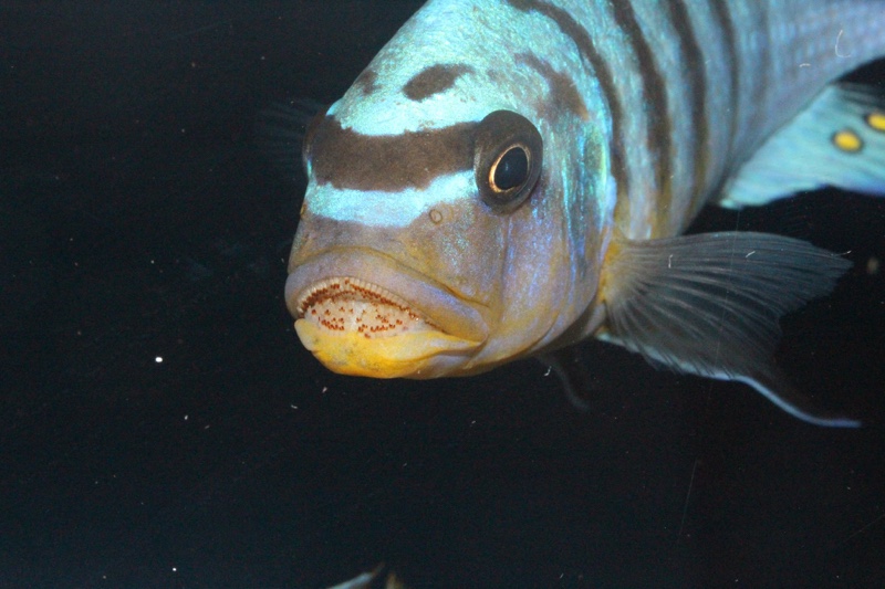 Maylandia fainzilberi 'Kirondo'